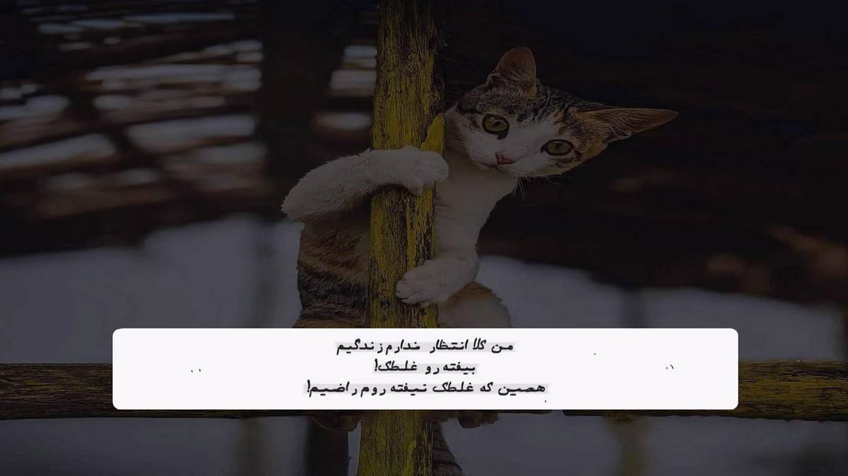 همیشه لممو بلدی دلمو نزدی